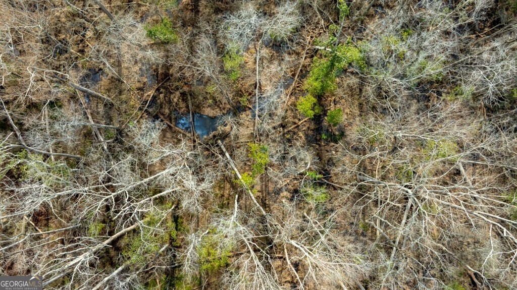 -riggs Mill La Riggs Mill Statesboro, GA 30458 - Photo 7 of 27 a view of a tree