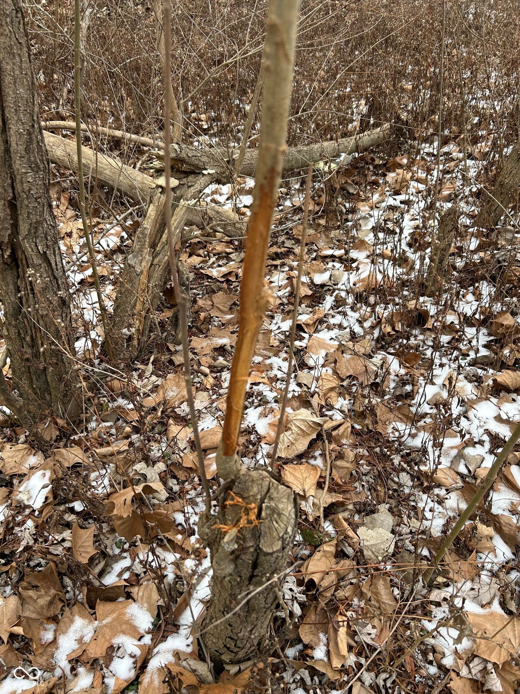 0 North Gray Road Mooresville, IN 46158 - Photo 30 of 49