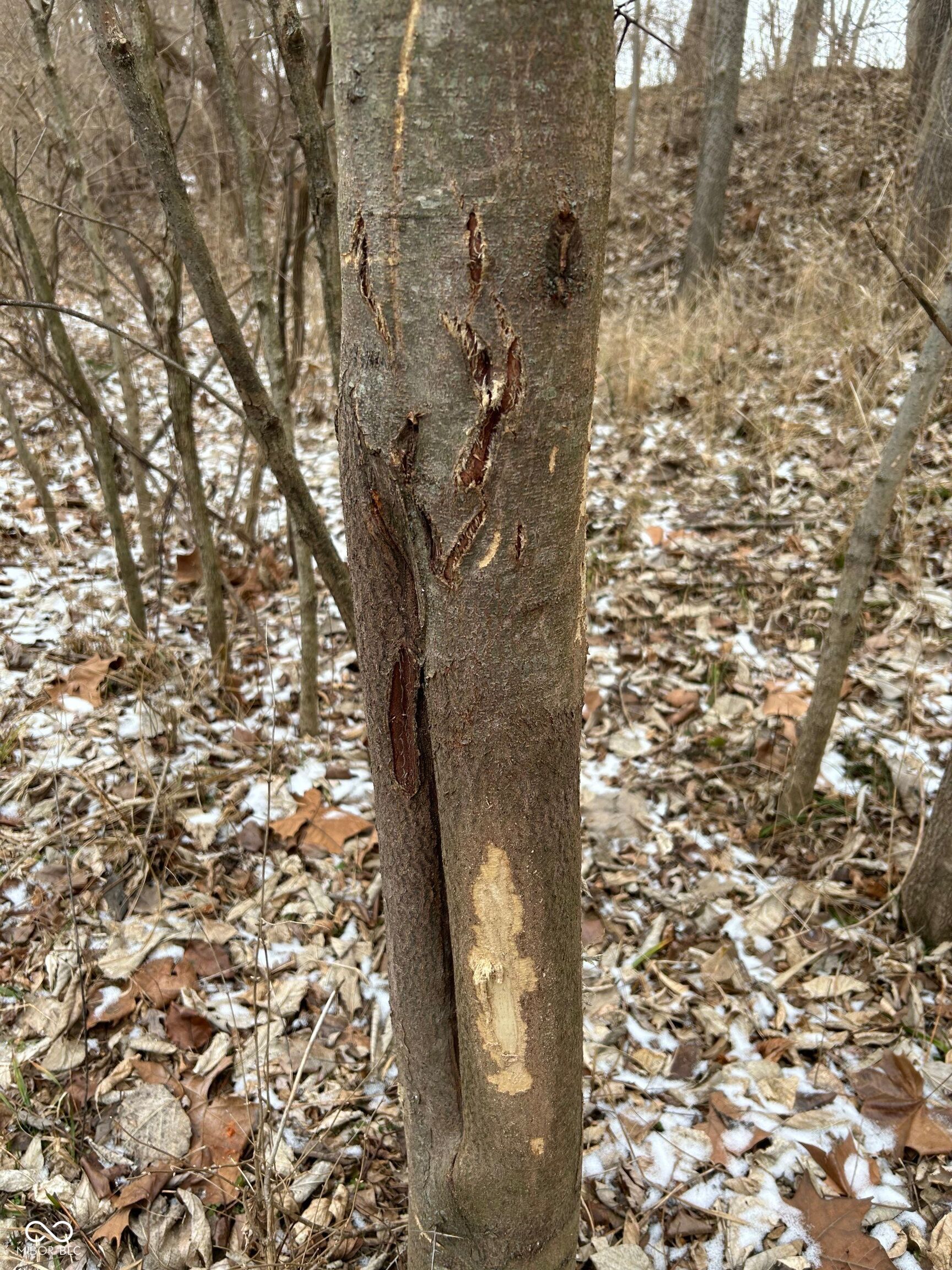 0 North Gray Road Mooresville, IN 46158 - Photo 31 of 49