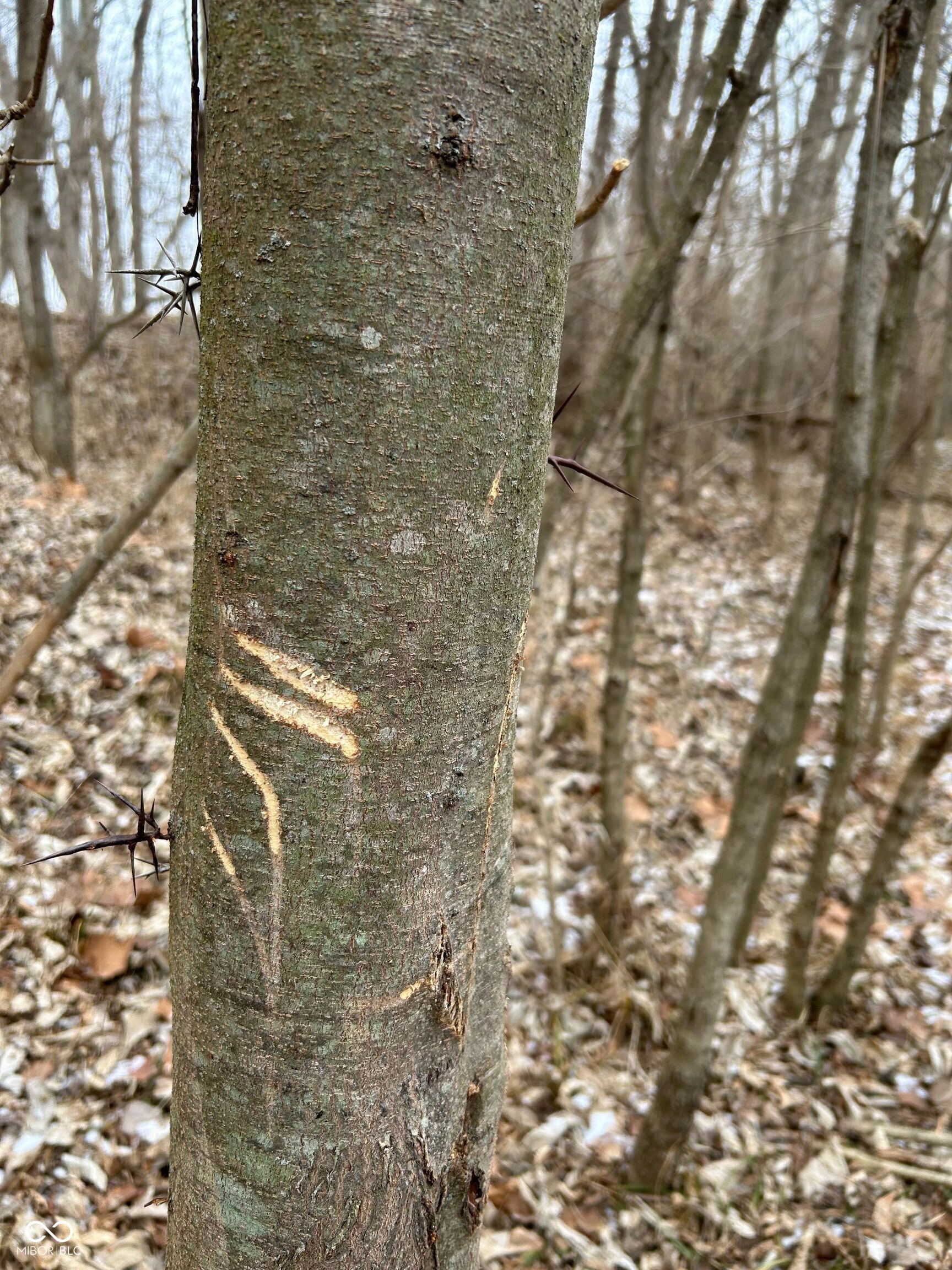 0 North Gray Road Mooresville, IN 46158 - Photo 36 of 49