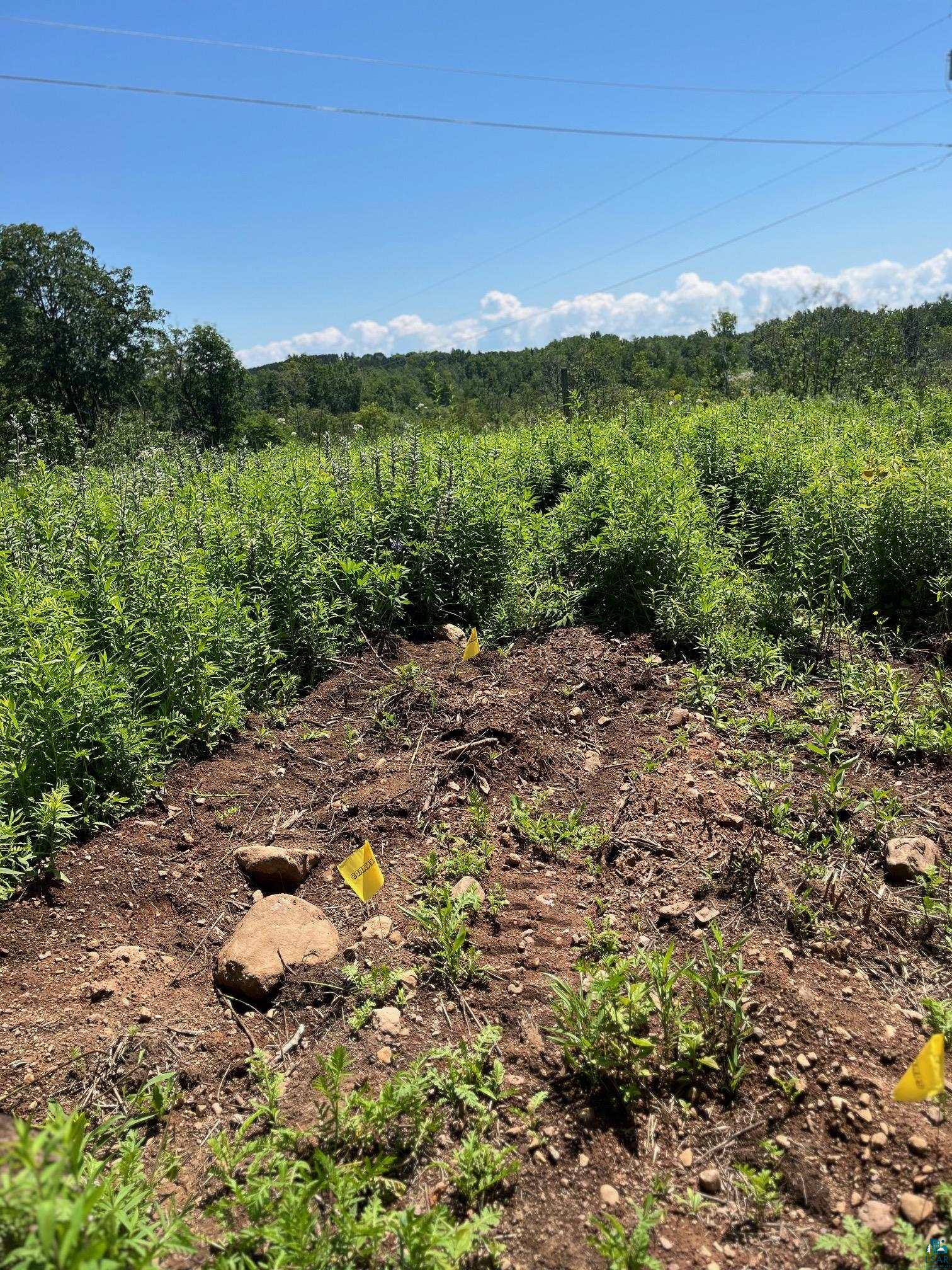 50-xx Benson Road Hermantown, MN 55810 - Photo 5 of 5 Septic designer identified 2 areas with suitable septic sites marked with/yellow flags.
