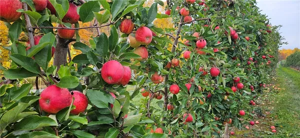 $985,000 | 0 Norris & Rt 104 Road, North Rose, NY 14516