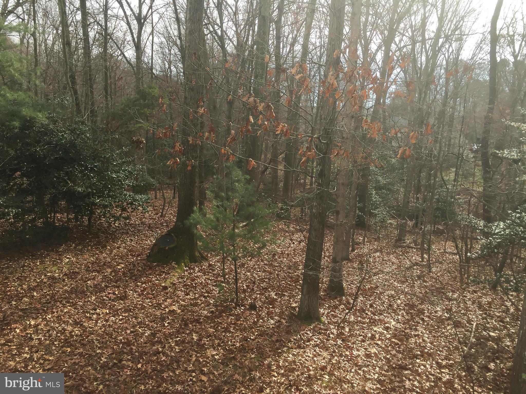11423 Running Cedar Road Reston, VA 20191 - Photo 28 of 28 a view of a forest