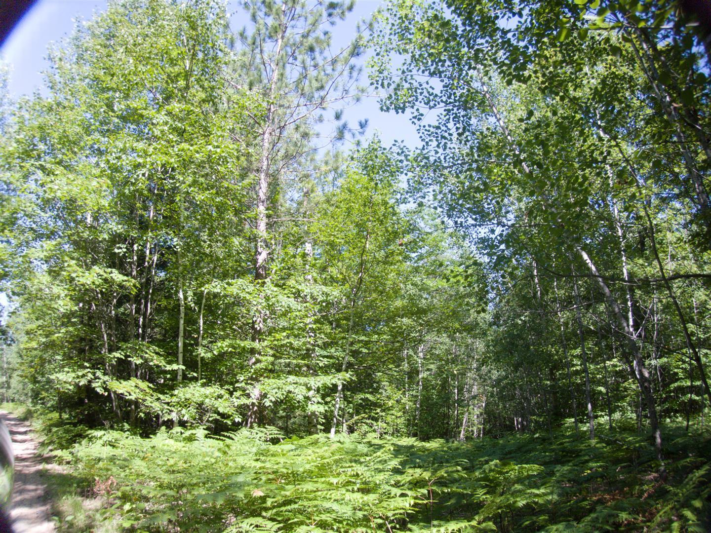 South Ridge Trail Afton, MI 49705 - Photo 5 of 6 Gallery Image 5