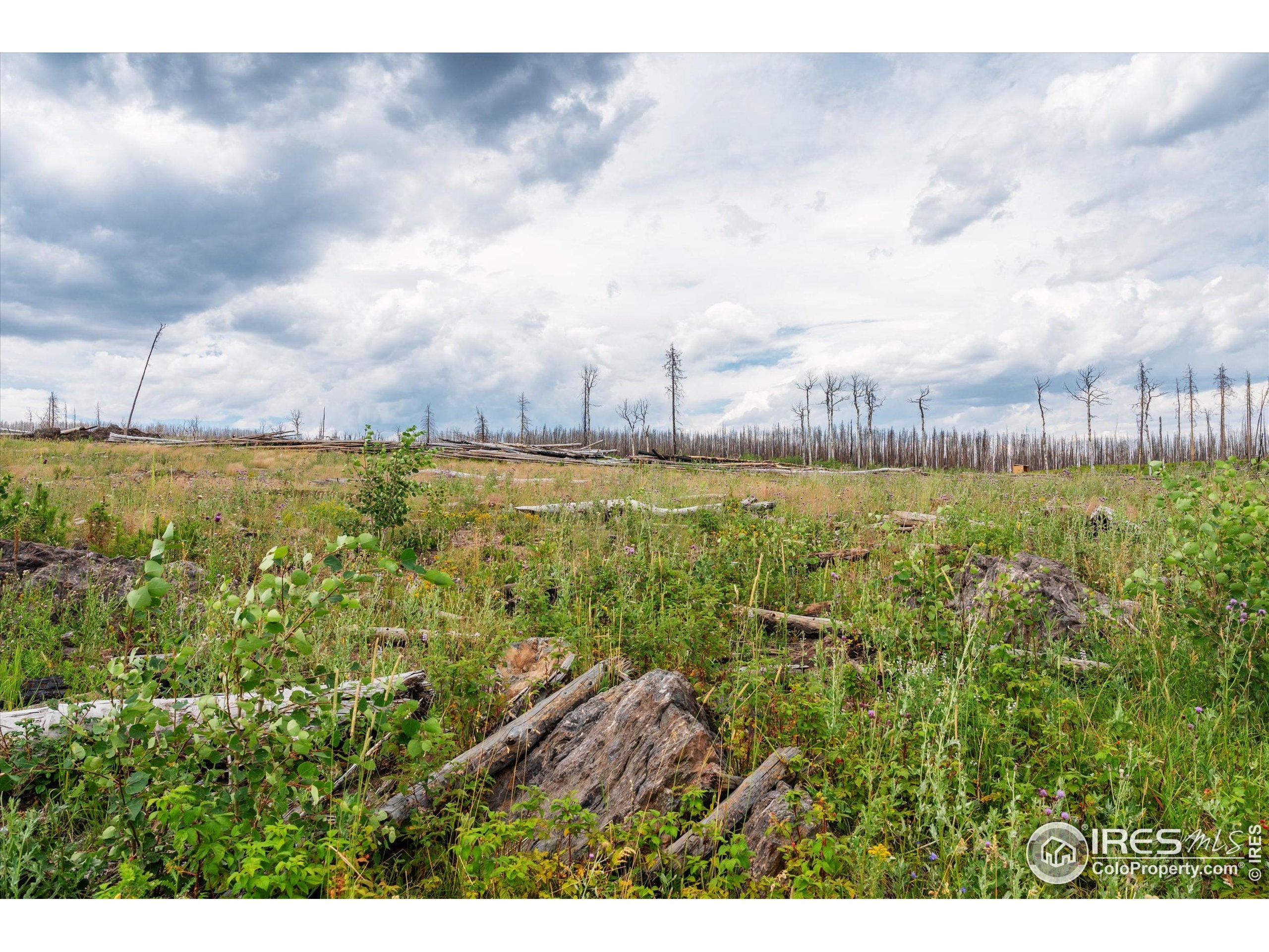 529 Quartz Road Bellvue, CO 80512 - Photo 12 of 31