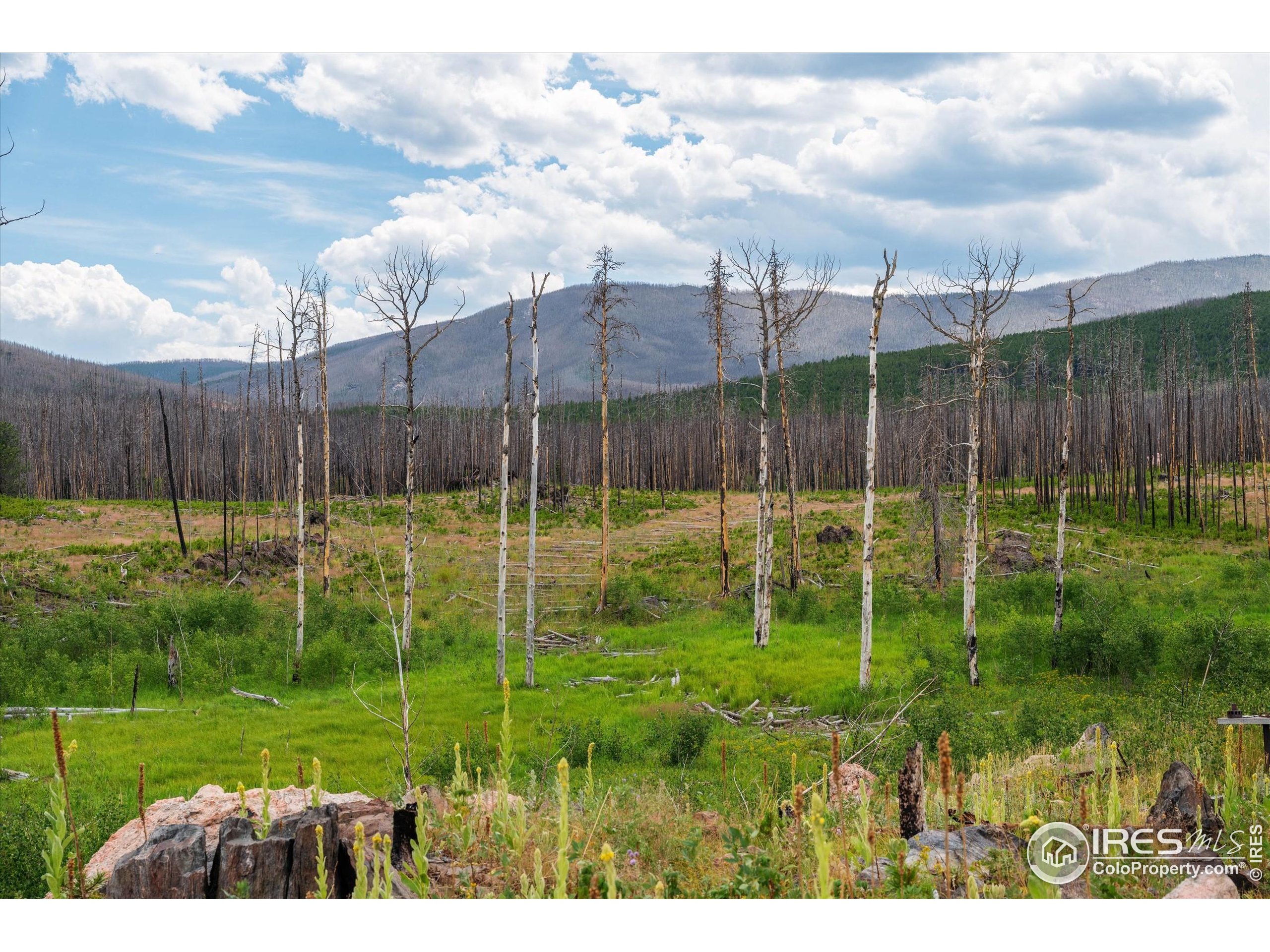 529 Quartz Road Bellvue, CO 80512 - Photo 2 of 31 a view of a park