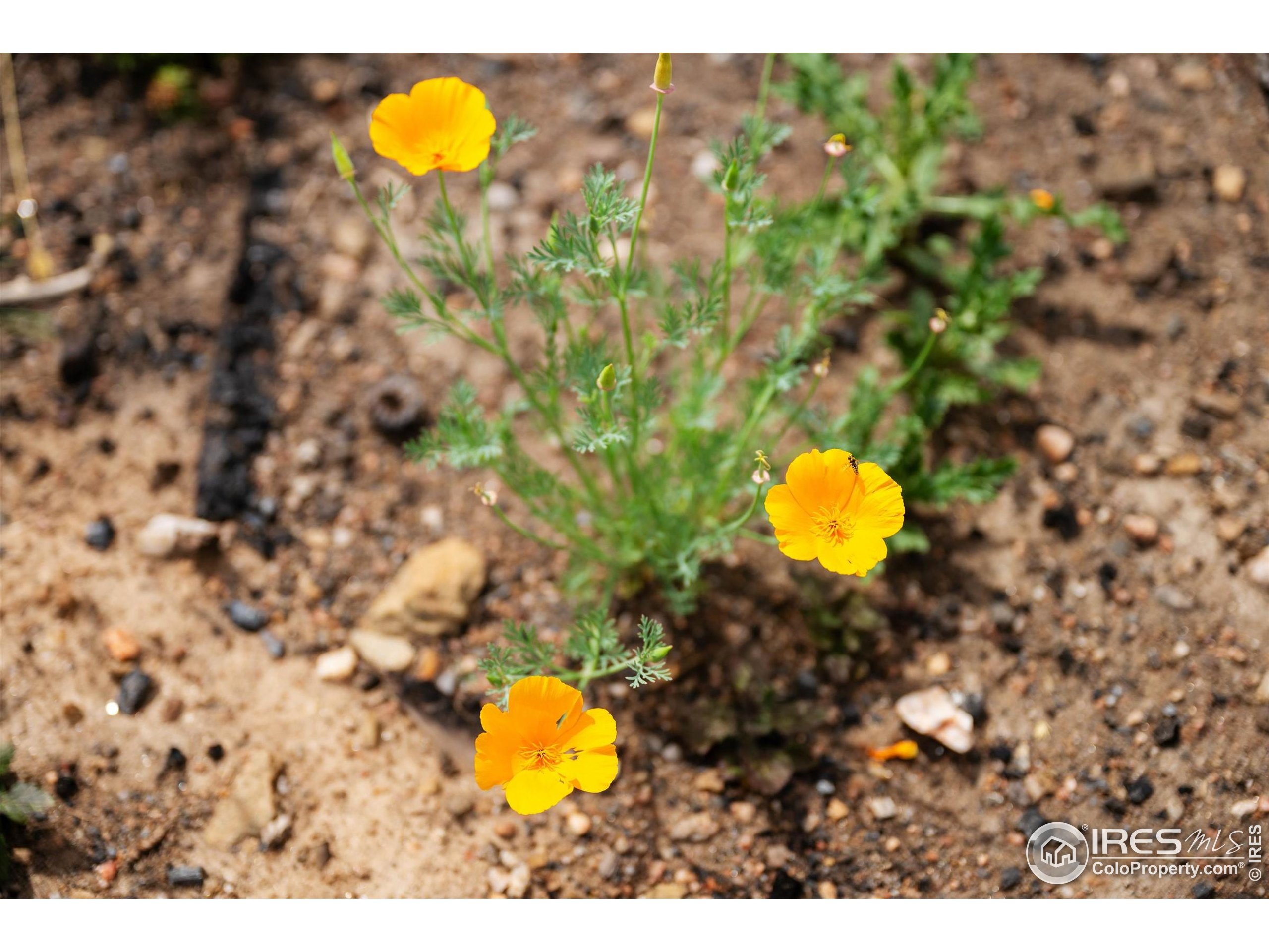 529 Quartz Road Bellvue, CO 80512 - Photo 4 of 31 a view of a flower in a yard