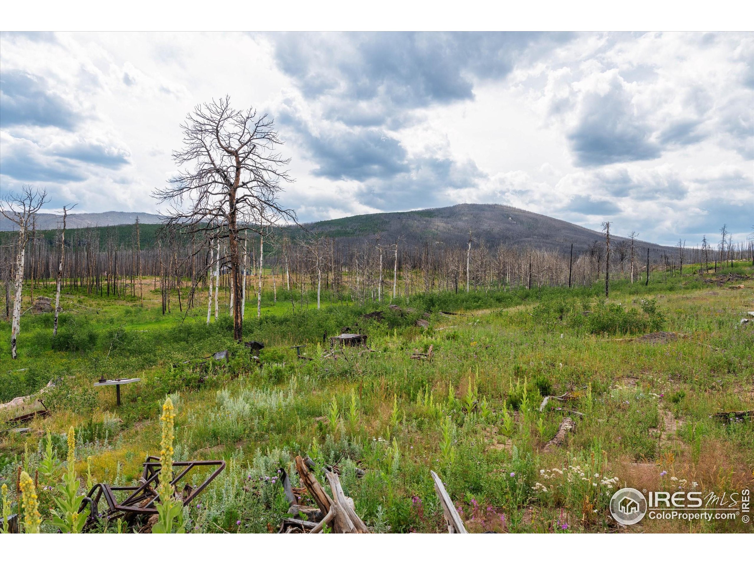 529 Quartz Road Bellvue, CO 80512 - Photo 5 of 31 a view of a garden