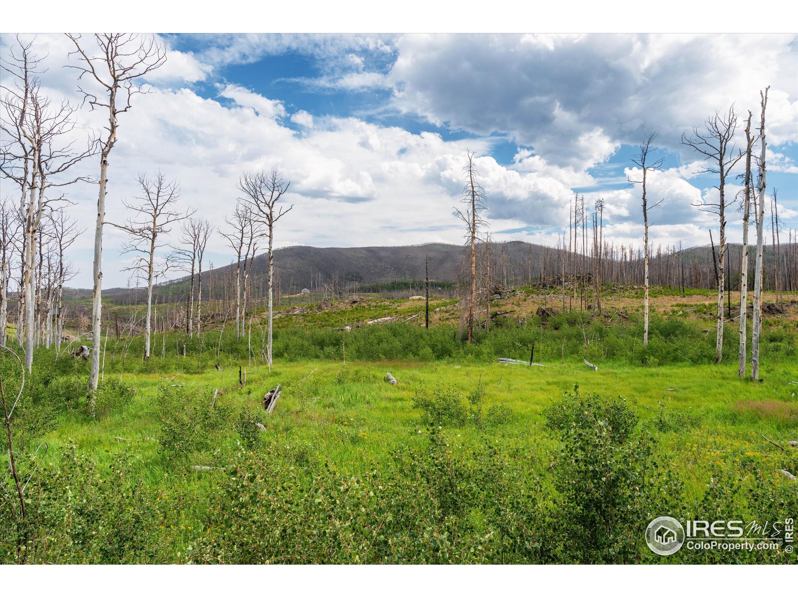 529 Quartz Road Bellvue, CO 80512 - Photo 9 of 31 a view of a garden