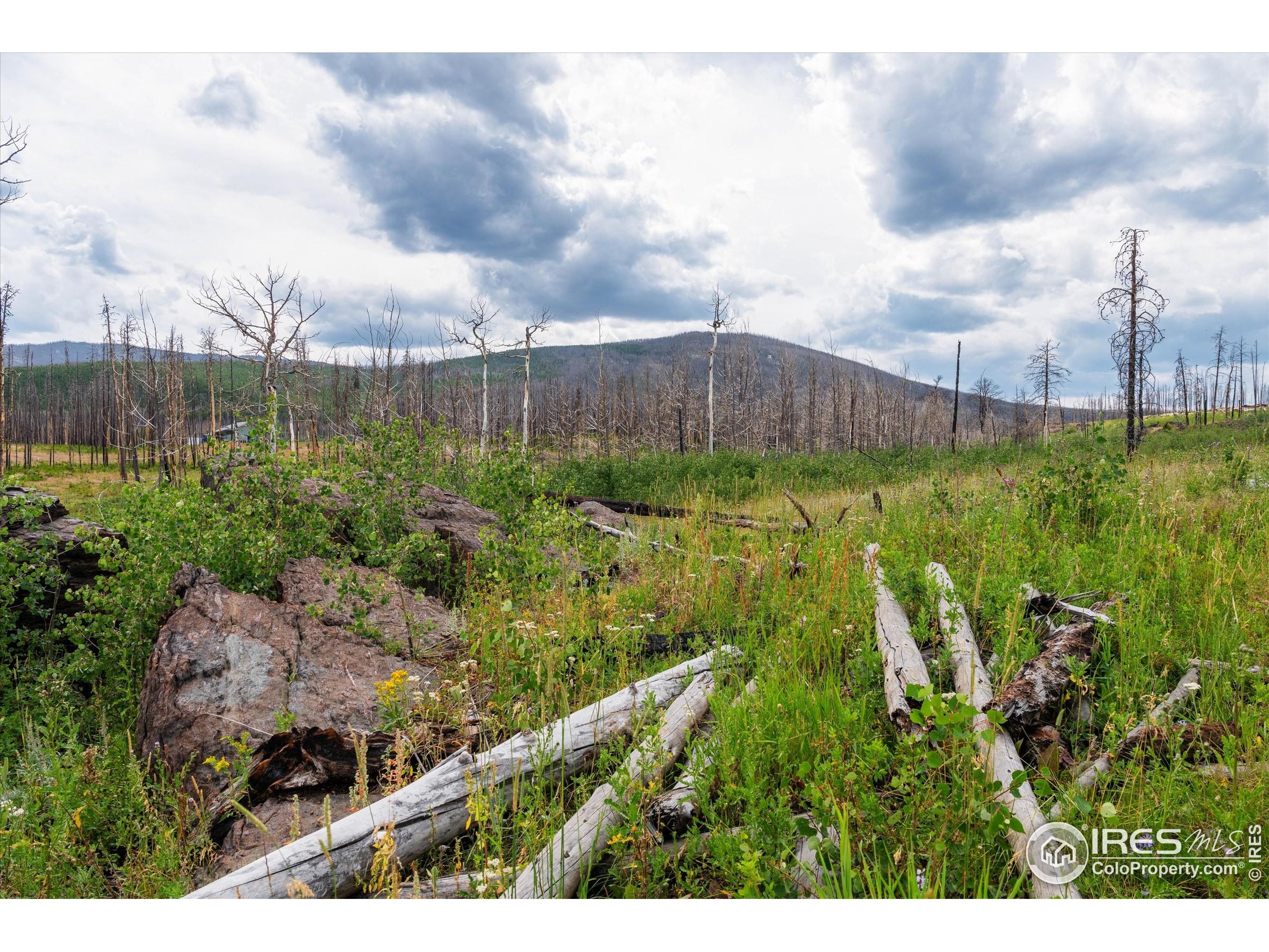 529 Quartz Road Bellvue, CO 80512 - Photo 10 of 31 a view of a garden
