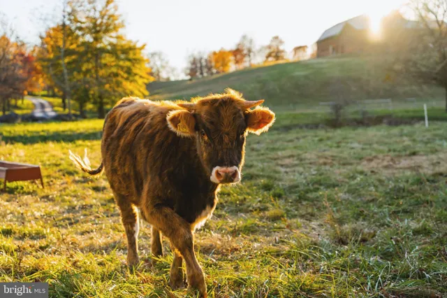 $19,800,000 | 21846 Trappe Road, Upperville, VA 20184