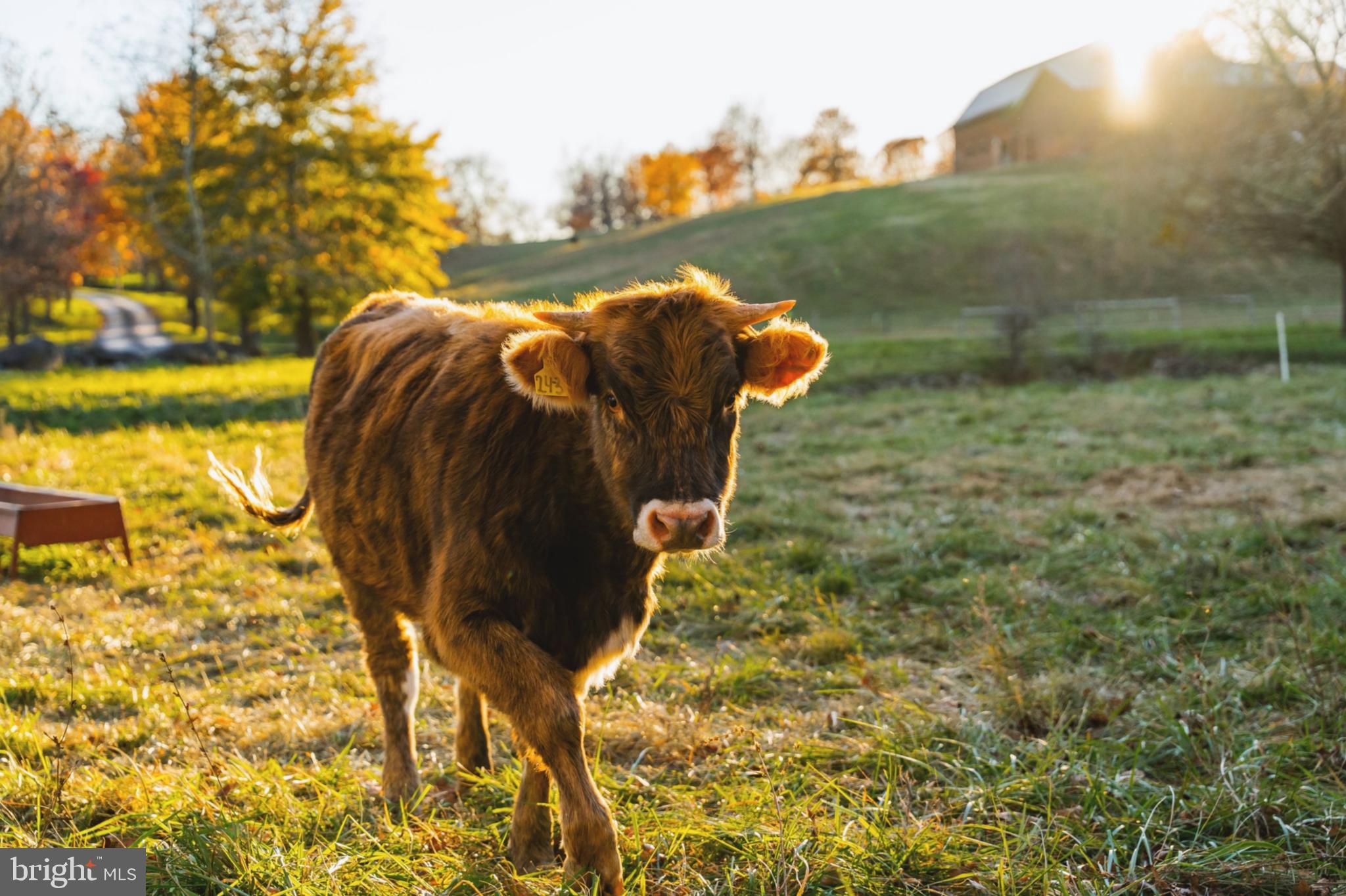 21846 Trappe Road Upperville, VA 20184 - Photo 46 of 50 a view of a yard