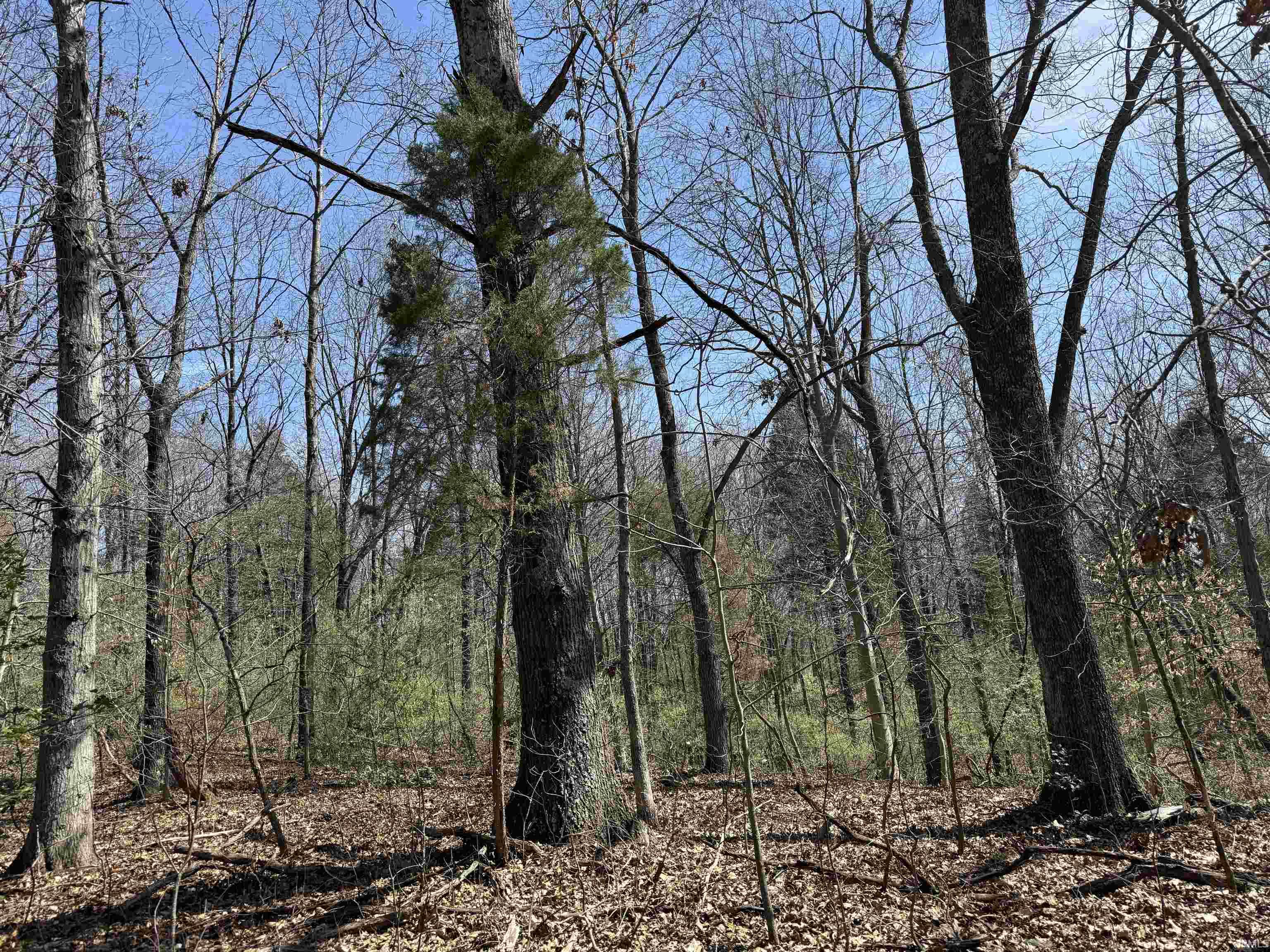 Tract 3-co Rd South Tract 3-co Road Stendal, IN 47585 - Photo 11 of 28