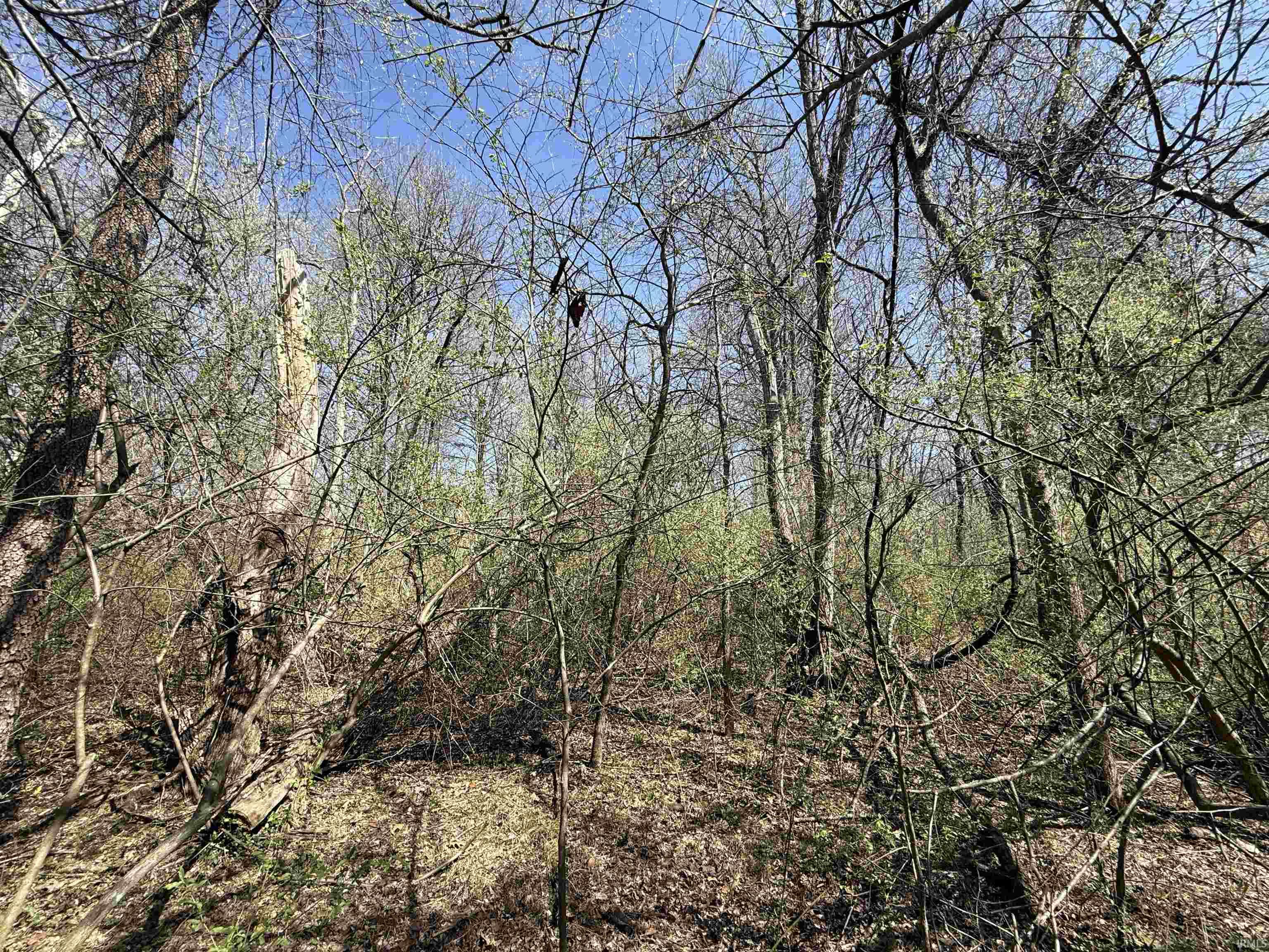 Tract 3-co Rd South Tract 3-co Road Stendal, IN 47585 - Photo 13 of 28