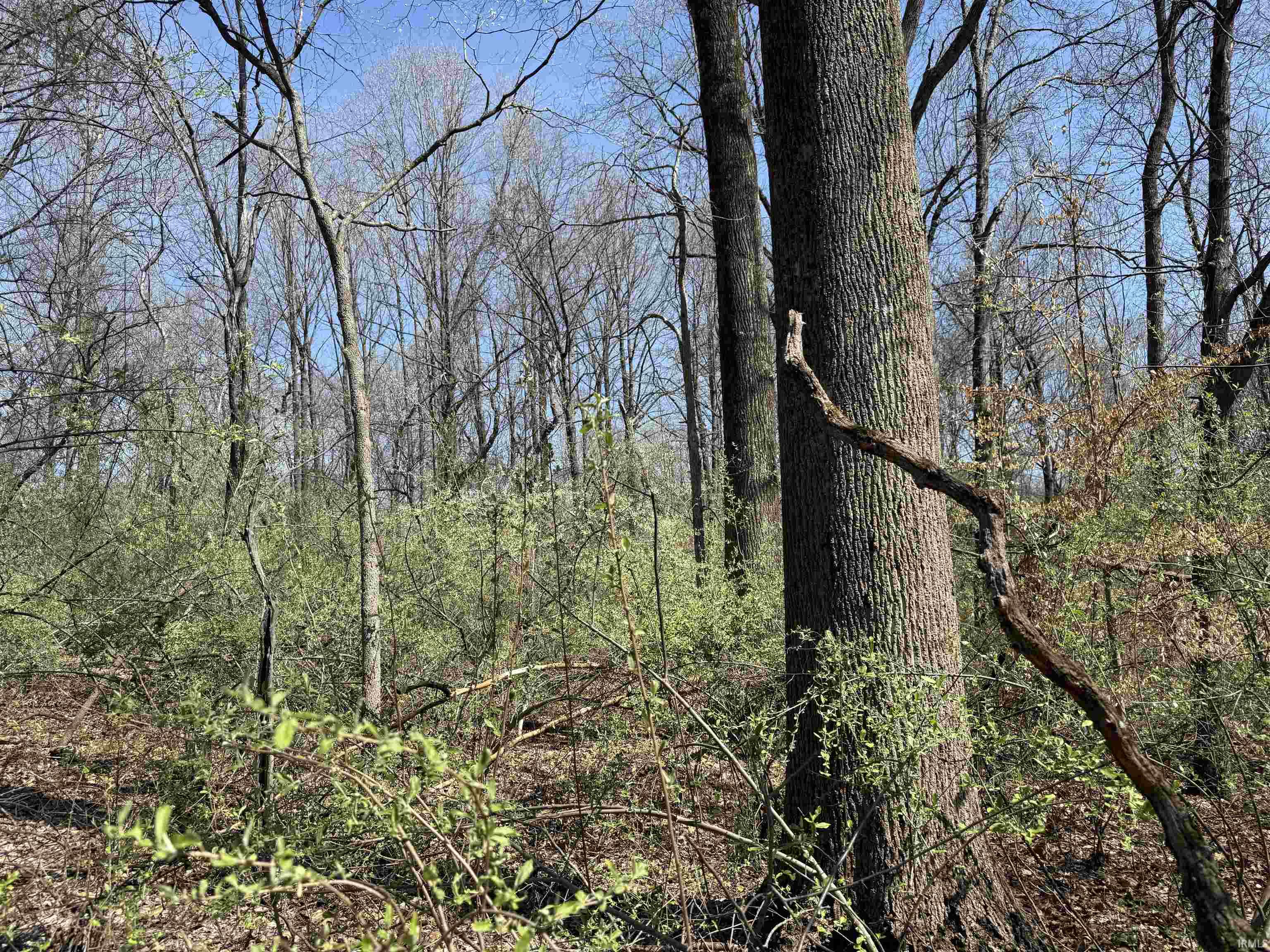 Tract 3-co Rd South Tract 3-co Road Stendal, IN 47585 - Photo 14 of 28