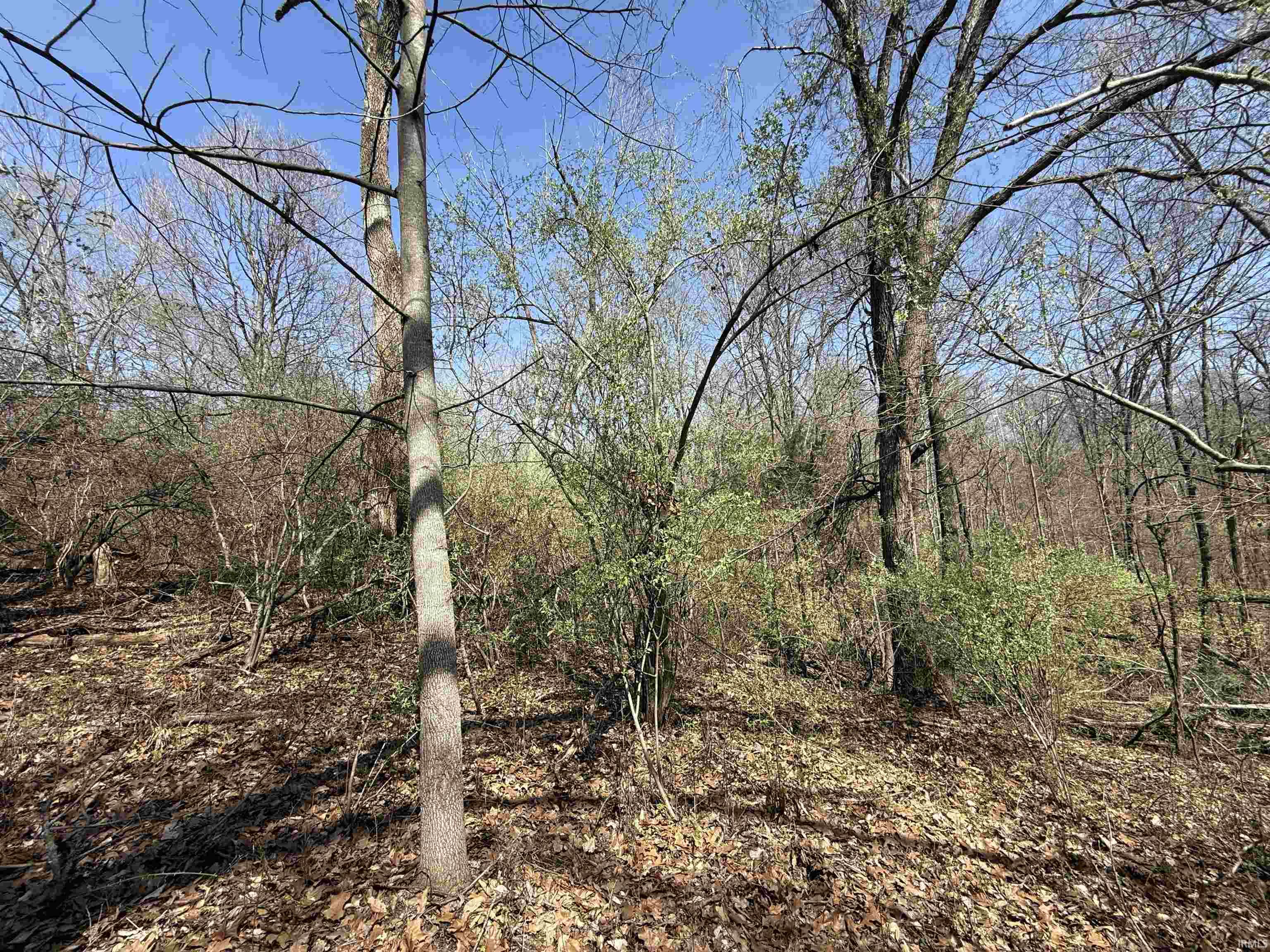 Tract 3-co Rd South Tract 3-co Road Stendal, IN 47585 - Photo 16 of 28