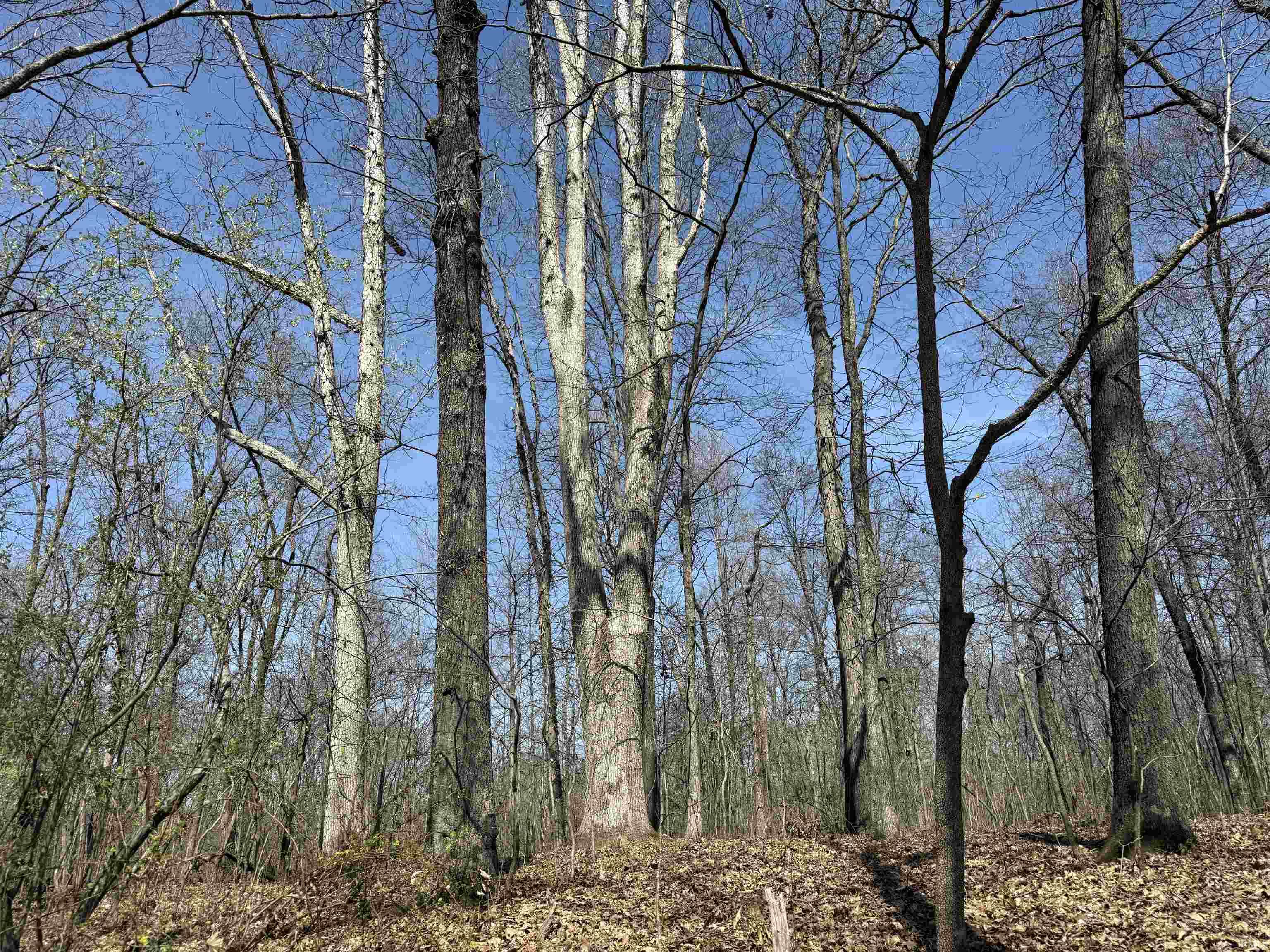 Tract 3-co Rd South Tract 3-co Road Stendal, IN 47585 - Photo 19 of 28