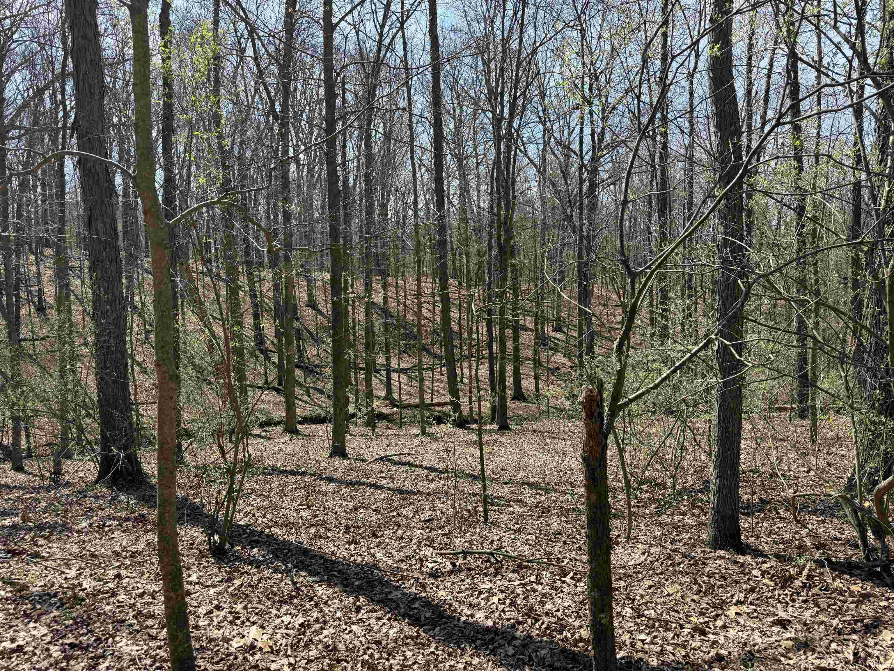 Tract 3-co Rd South Tract 3-co Road Stendal, IN 47585 - Photo 6 of 28