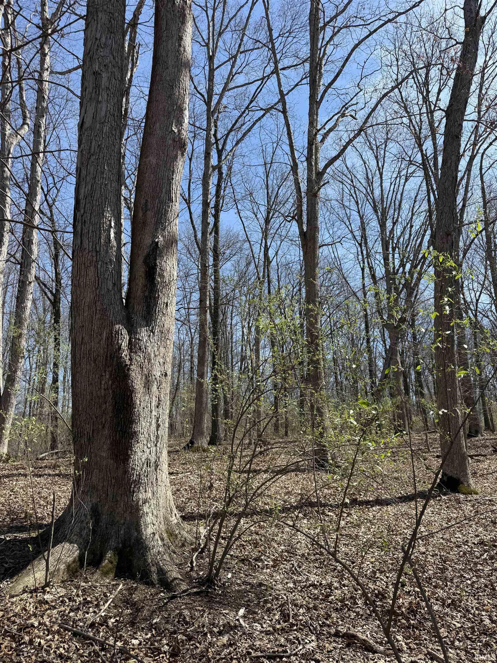 Tract 3-co Rd South Tract 3-co Road Stendal, IN 47585 - Photo 8 of 28