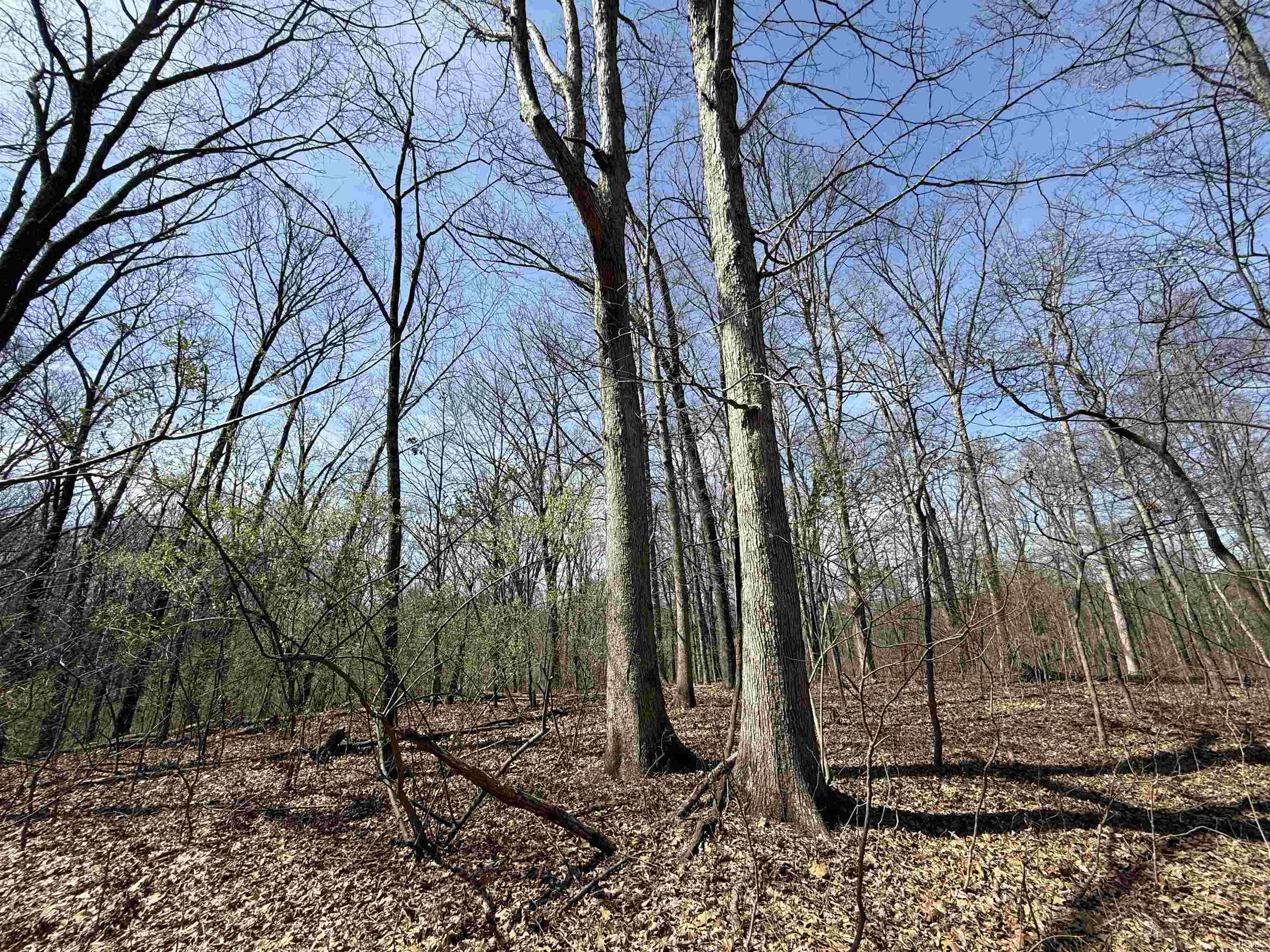 Tract 3-co Rd South Tract 3-co Road Stendal, IN 47585 - Photo 10 of 28