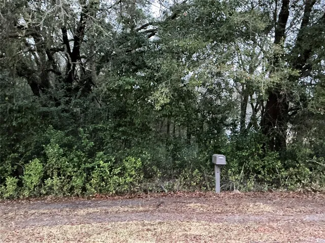 a view of a forest with trees in the background
