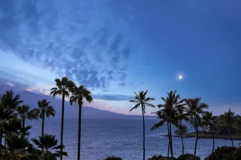 a view of a yard with palm tree
