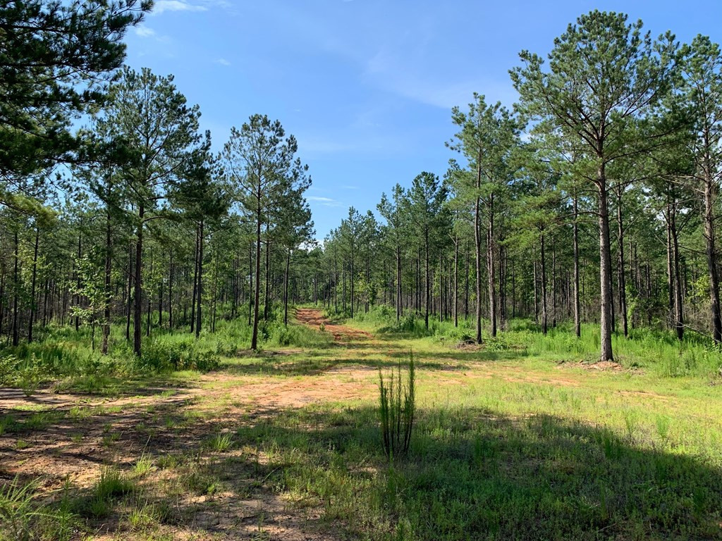 . Meadville Road Liberty, MS 39645 - Photo 13 of 22 Photo 13