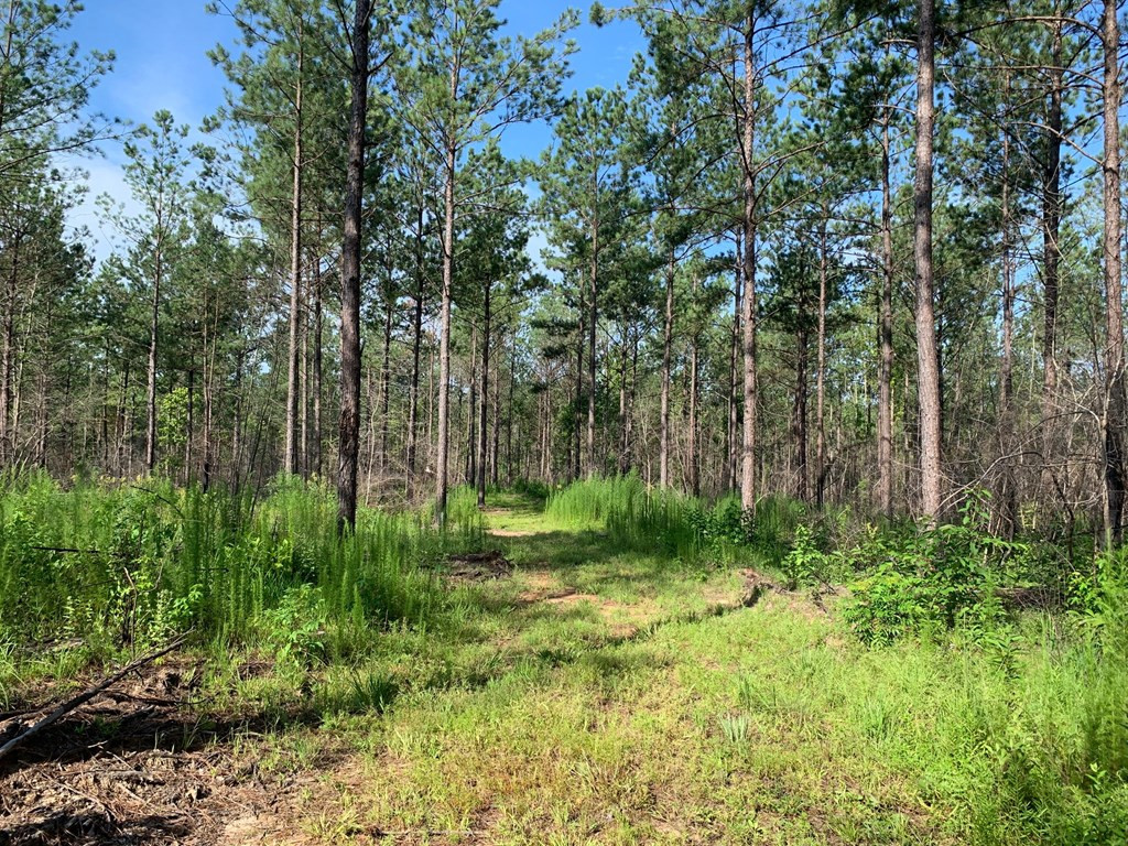 . Meadville Road Liberty, MS 39645 - Photo 4 of 22 Photo 4