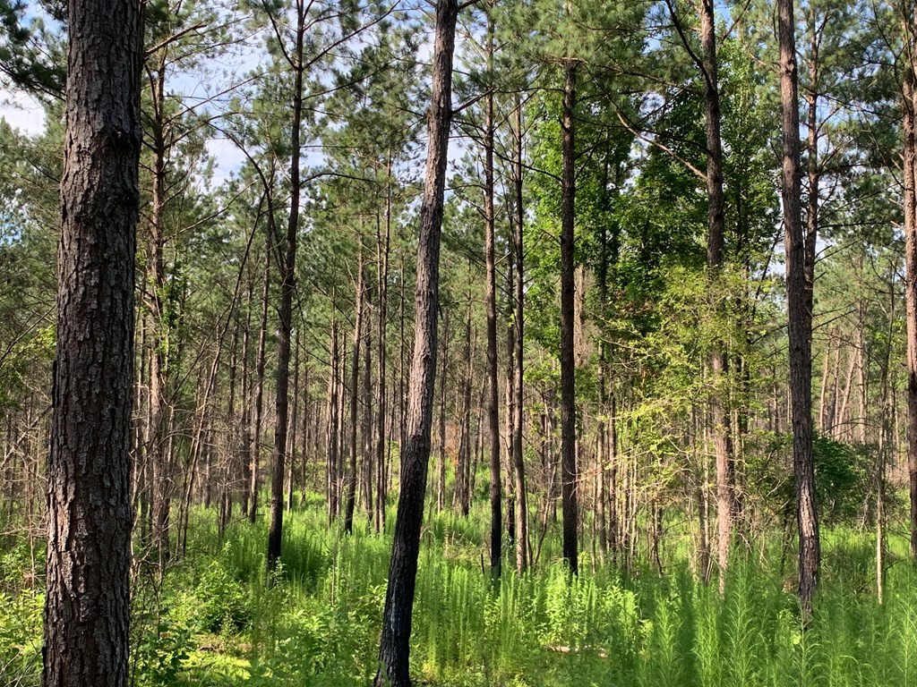 . Meadville Road Liberty, MS 39645 - Photo 5 of 22 Photo 5