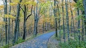 a view of a forest with trees