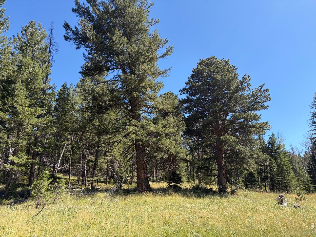 Pratt Creek Road Livermore, CO 80536 - Photo 11 of 18 Gallery Image 11