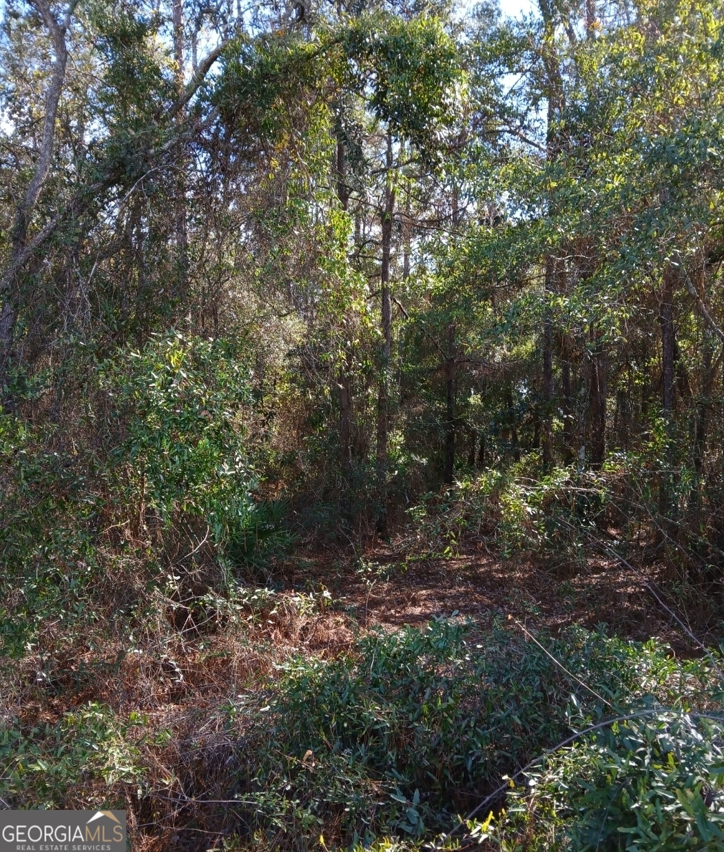 4 Kelly Road Folkston, GA 31537 - Photo 8 of 12 a view of a forest with lots of bushes