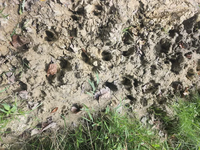 $438,899 | 0 Leopold-oriole Road, Leopold, IN 47551