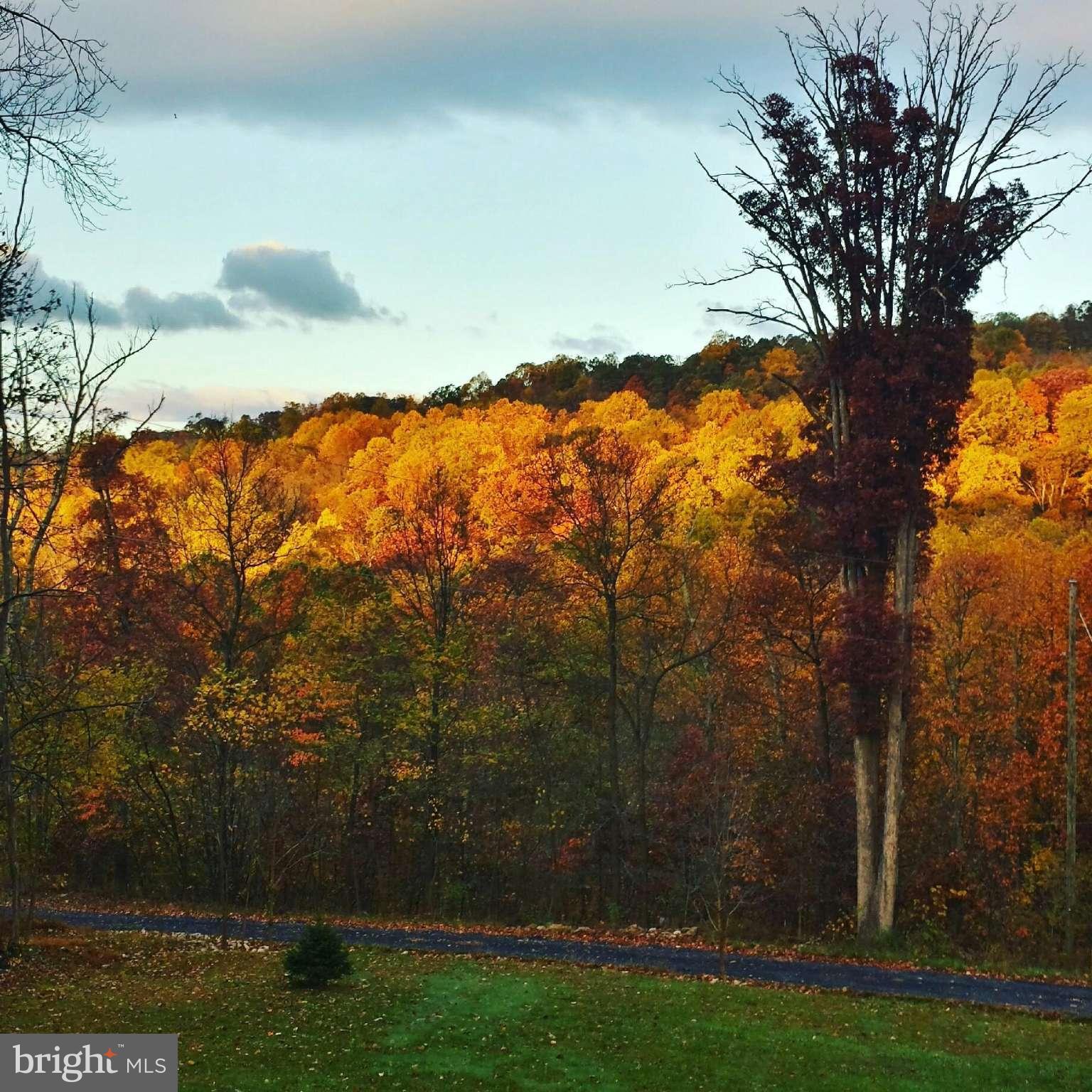 638 Freezeland Road Linden, VA 22642 - Photo 29 of 30 Vibrant Fall colors!
