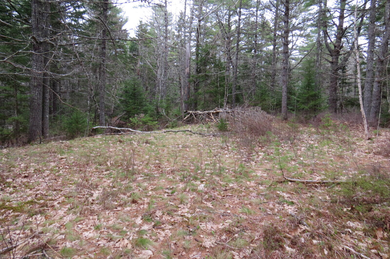 23 Porcupine Road Sullivan, ME 04664 - Photo 6 of 27 IMG_0189
