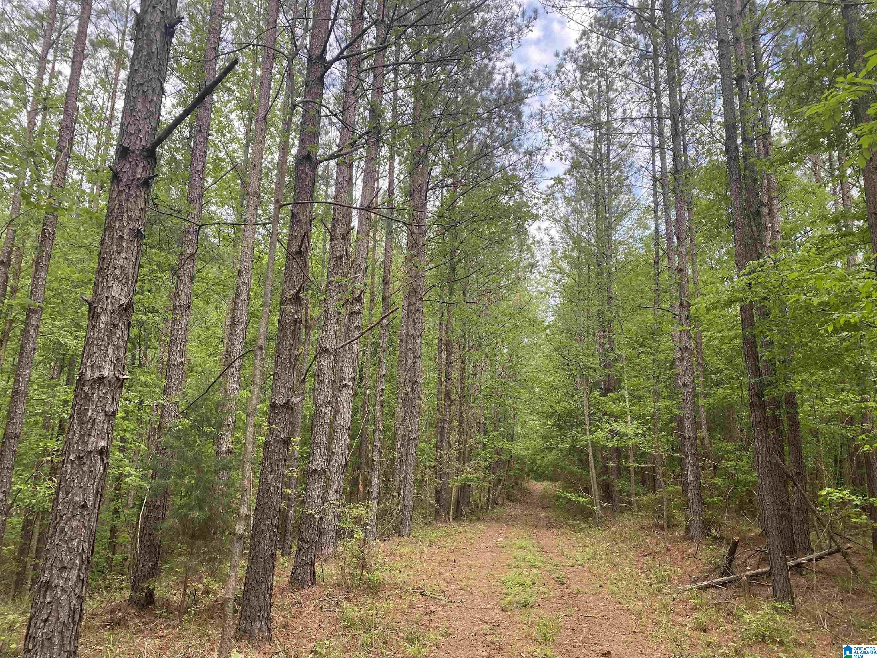 0 County Road 44 Linden, AL 36748 - Photo 42 of 48