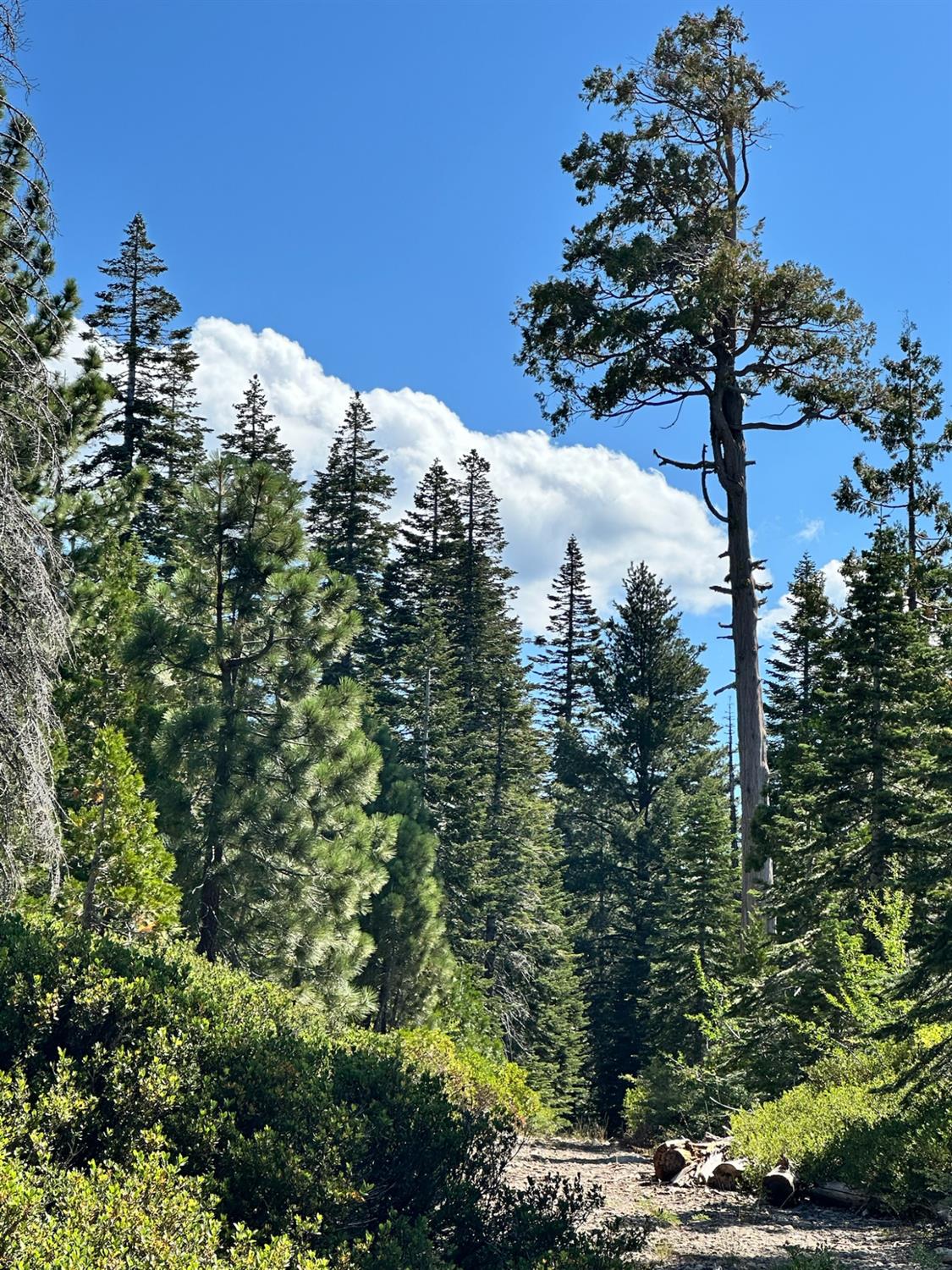 19611 Marsh Mill Road Nevada City, CA 95959 - Photo 12 of 32