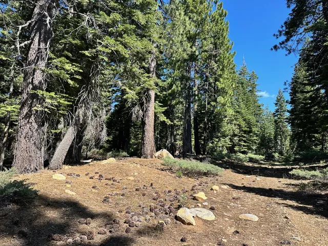 a view of outdoor space with trees