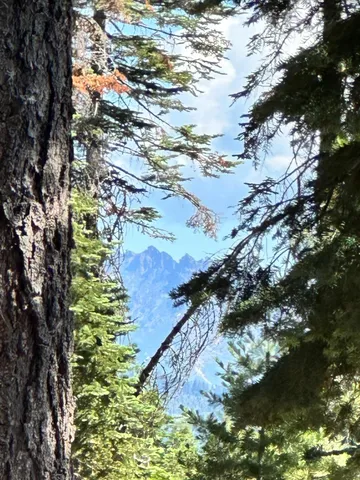 a view of a bunch of trees in a field