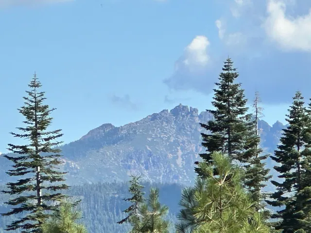 a view of a flower in a garden