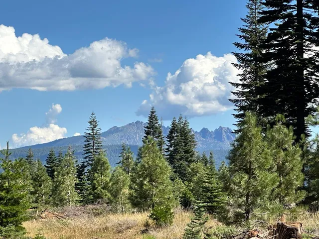 a view of a bunch of trees in the background
