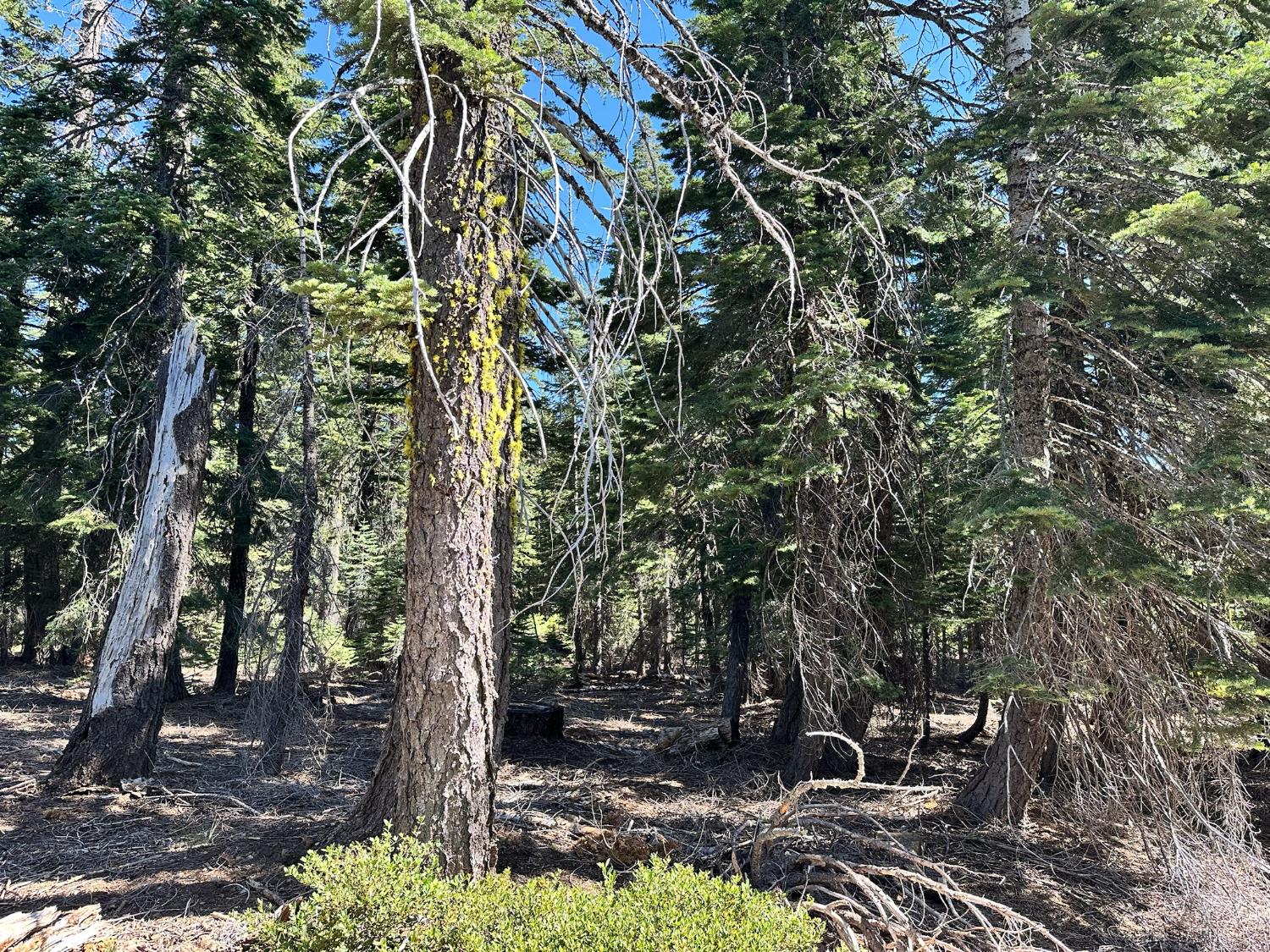 19611 Marsh Mill Road Nevada City, CA 95959 - Photo 9 of 32