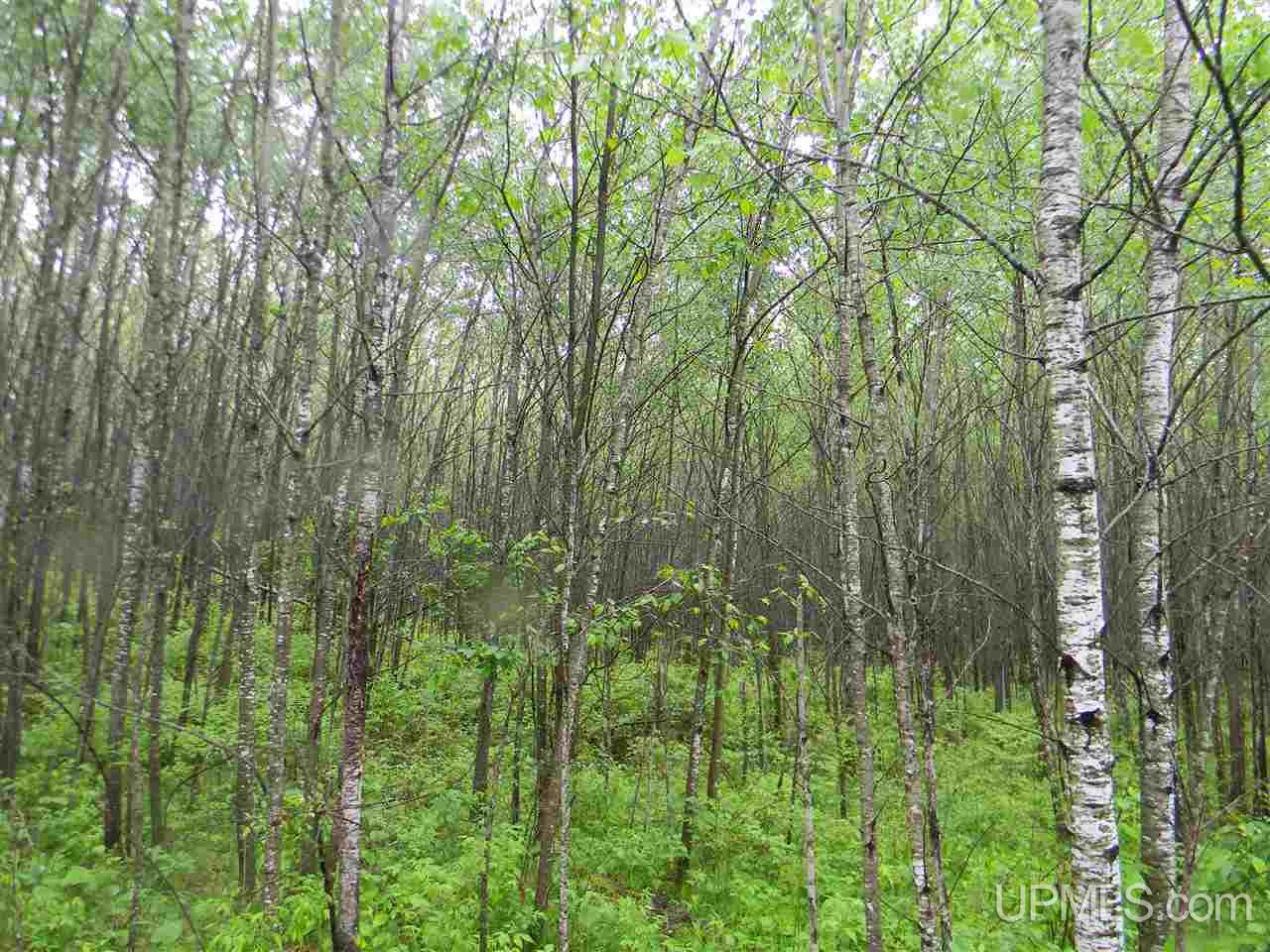 Tbd Off Sawyer Lake Road, Unit NESE Channing, MI 49815 - Photo 6 of 6