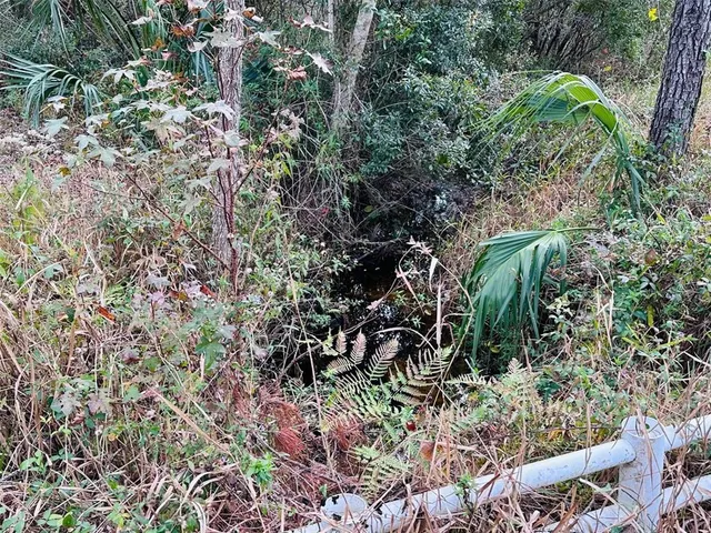 a view of a forest with lots of trees