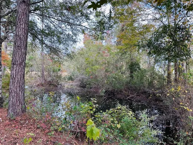 a view of a forest with plants and trees