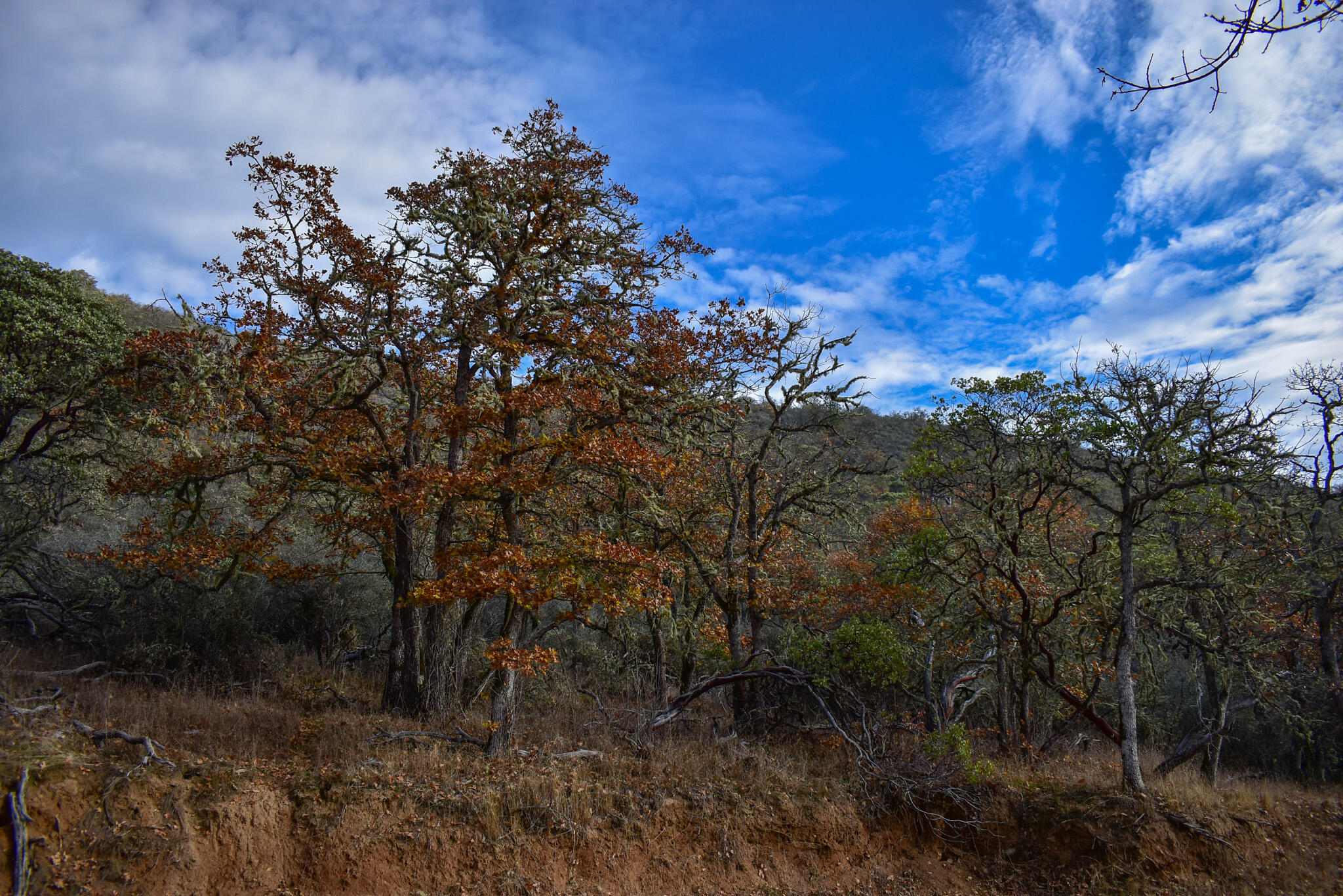 1379 Humbug Creek Road Jacksonville, OR 97530 - Photo 11 of 25 DSC_0005