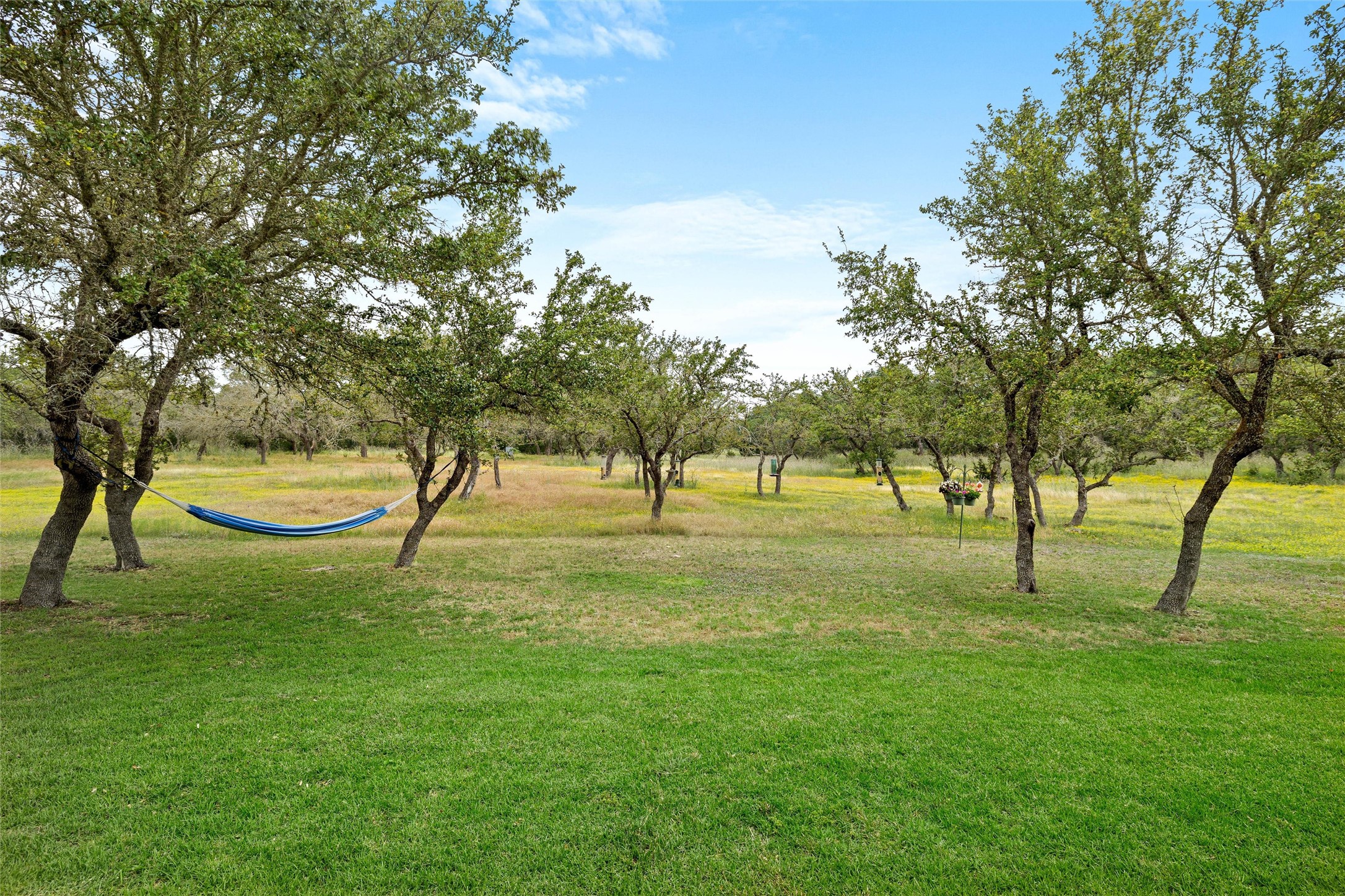 426 Preiss Ranch Road Blanco, TX 78606 - Photo 26 of 40 a view of yard with trees