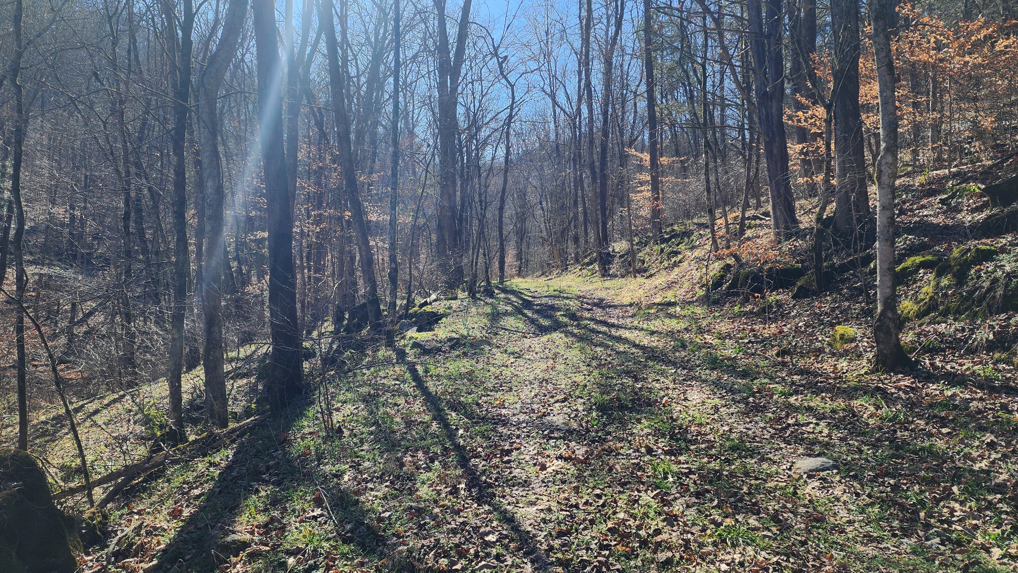 1741 Lancaster Road Lancaster, TN 38569 - Photo 8 of 28 a view of backyard with wooden fence