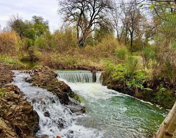 a view of a yard with plants and trees