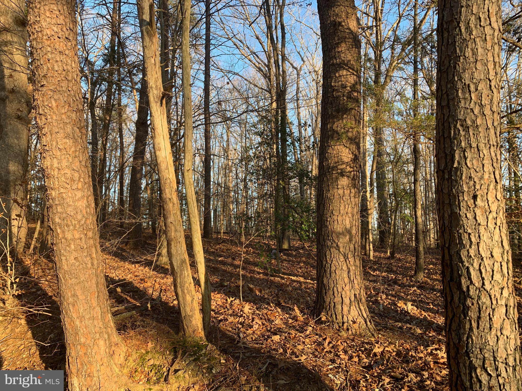0 Anderson Mill Road Beaverdam, VA 23015 - Photo 4 of 12 Mature Trees on Lot